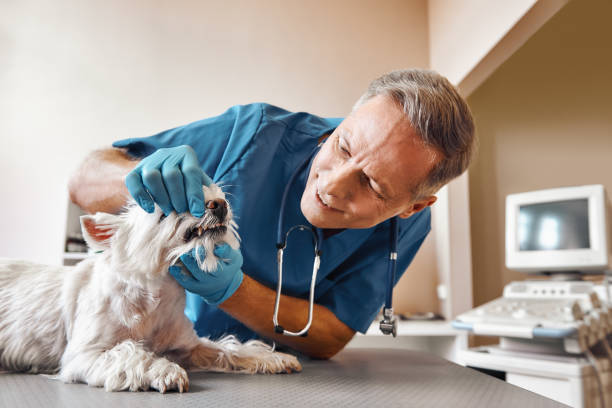 Best Weekend Emergency Dentist in Parker, CO